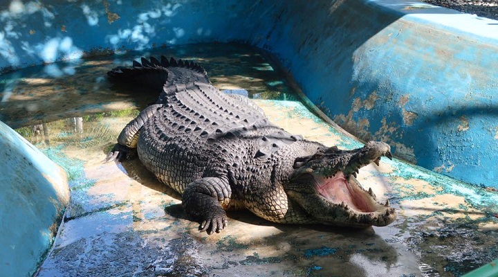 Crocodile Park (1) Crocodile Park