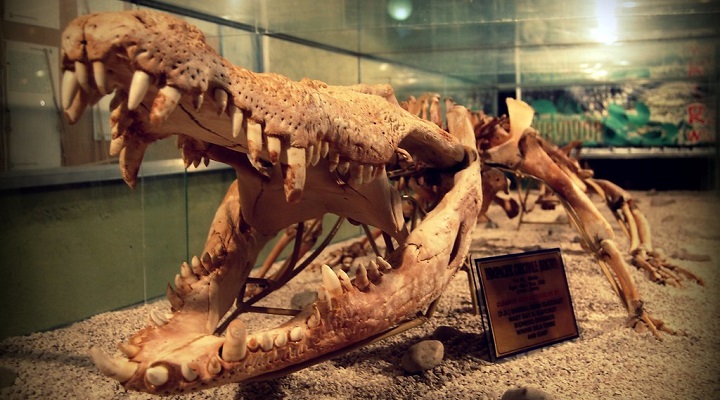 @shubert_ciencia Crocodile Park