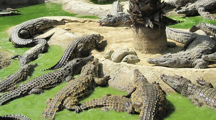 Crocodile Park (4) Crocodile Park