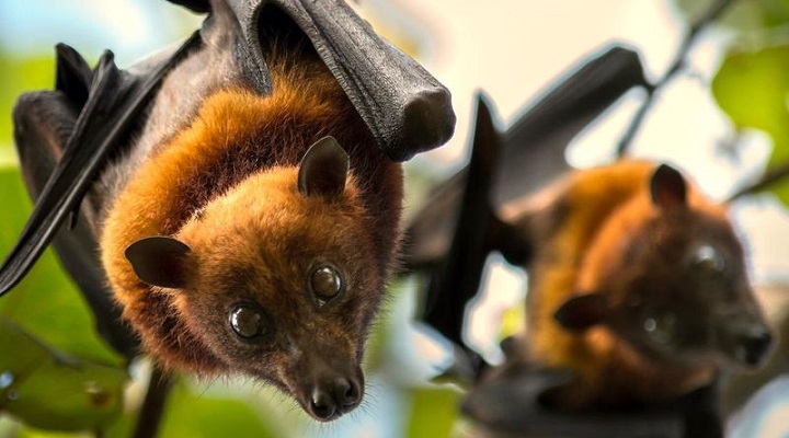 Monfort Bat Sanctuary (1) Monfort Bat Sanctuary