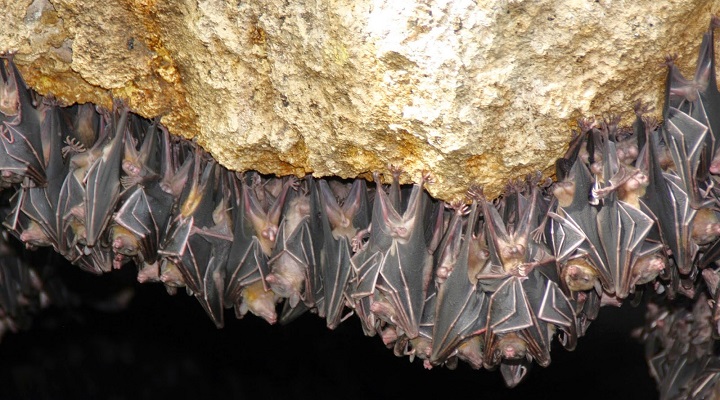 Monfort Bat Sanctuary (1) Monfort Bat Sanctuary