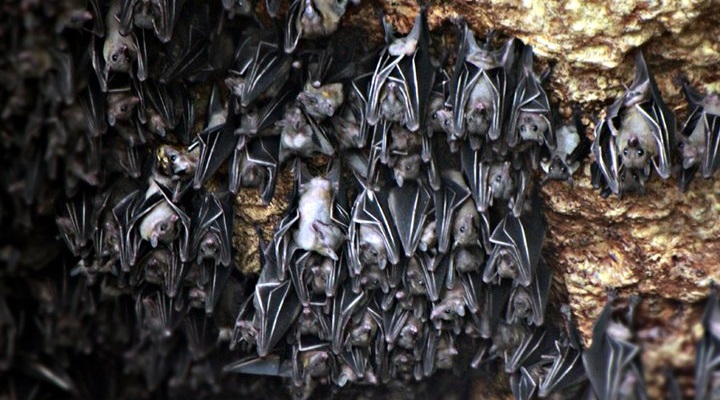 Monfort Bat Sanctuary (2) Monfort Bat Sanctuary