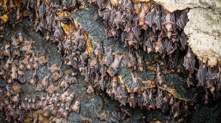 Monfort Bat Sanctuary (3)