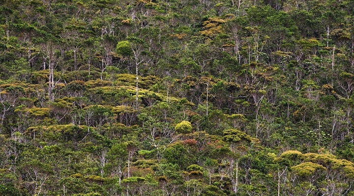 Pygmy Forest Mount Hamiguitan Range Wildlife Sanctuary