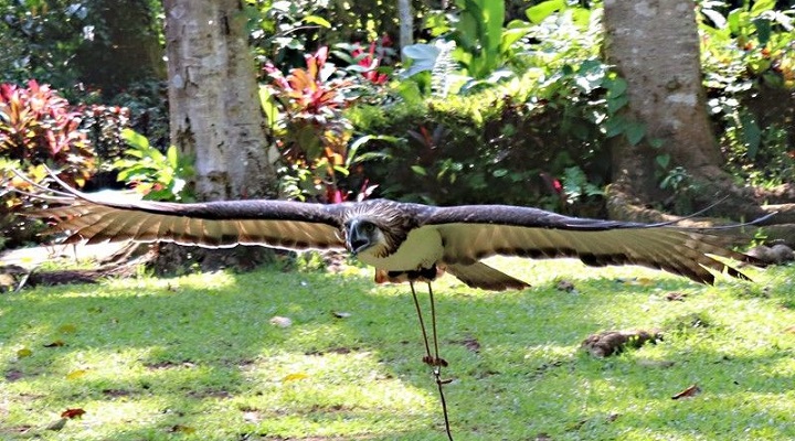 Philippine Eagle Center