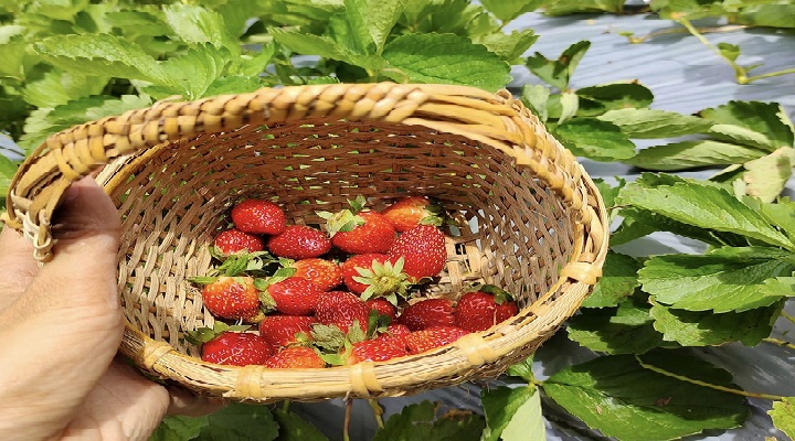 La Presa Strawberry Farm