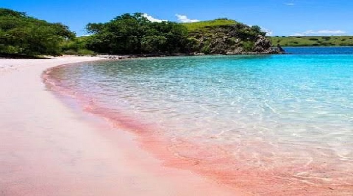 Pink 8 Sta. Cruz Island